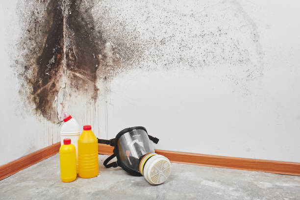 Best Home Mold Removal  in Brigantine, NJ