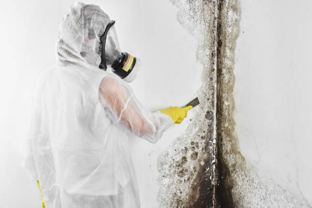 Best Mold Damage Repair  in Brigantine, NJ