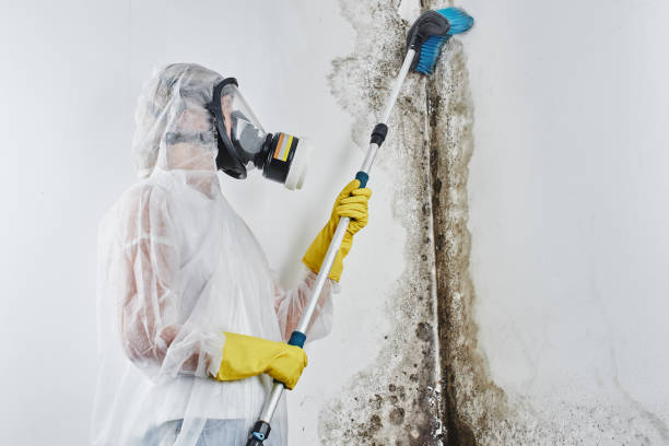 Best Crawl Space Mold Removal  in Brigantine, NJ