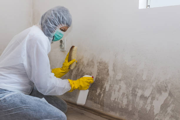 Best Certified Mold Removal  in Brigantine, NJ